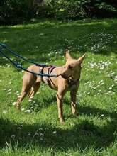 MADEIRA, Hund, Portugiesischer Podenco in Brühl - Bild 2