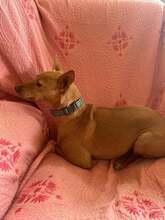MADEIRA, Hund, Portugiesischer Podenco in Brühl - Bild 3