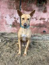 MADEIRA, Hund, Portugiesischer Podenco in Brühl - Bild 4