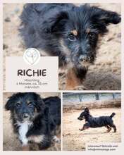 RICHIE, Hund, Mischlingshund in Brühl