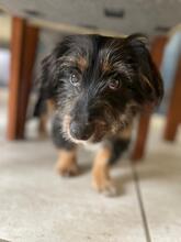 RICHIE, Hund, Mischlingshund in Brühl - Bild 2
