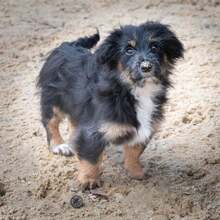 RICHIE, Hund, Mischlingshund in Brühl - Bild 4