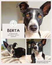 BERTA, Hund, Podengo-Mix in Nideggen