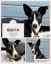 BERTA, Hund, Podengo-Mix in Brühl