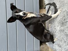 BERTA, Hund, Podengo-Mix in Brühl - Bild 2