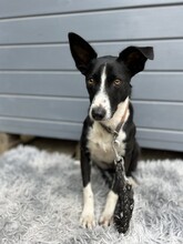 BERTA, Hund, Podengo-Mix in Brühl - Bild 3