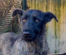 MELANIE, Hund, Mischlingshund in Portugal - Bild 1