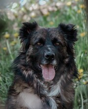 BJELLE, Hund, Mischlingshund in Ringsheim - Bild 1