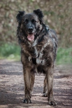 BJELLE, Hund, Mischlingshund in Ringsheim - Bild 2