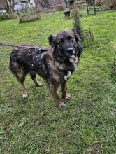 BJELLE, Hund, Mischlingshund in Ringsheim - Bild 3