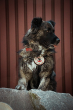 BJELLE, Hund, Mischlingshund in Ringsheim - Bild 4