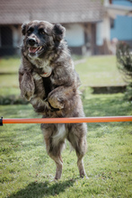 BJELLE, Hund, Mischlingshund in Ringsheim - Bild 5