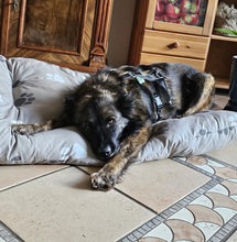 BJELLE, Hund, Mischlingshund in Ringsheim - Bild 6