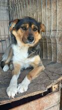 NELLY, Hund, Mischlingshund in Rumänien - Bild 1