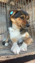 NELLY, Hund, Mischlingshund in Rumänien - Bild 2