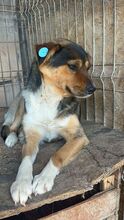 NELLY, Hund, Mischlingshund in Rumänien - Bild 3
