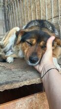 NELLY, Hund, Mischlingshund in Rumänien - Bild 4