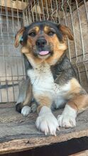 NELLY, Hund, Mischlingshund in Rumänien - Bild 5