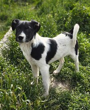 PEDRO, Hund, Mischlingshund in Rumänien - Bild 1