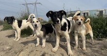 PEDRO, Hund, Mischlingshund in Rumänien - Bild 2