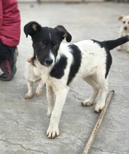 PEDRO, Hund, Mischlingshund in Rumänien - Bild 3
