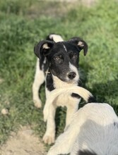 PEDRO, Hund, Mischlingshund in Rumänien - Bild 4