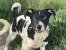 PEDRO, Hund, Mischlingshund in Rumänien - Bild 5