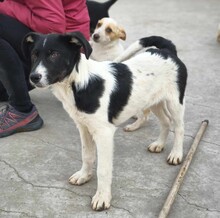 PEDRO, Hund, Mischlingshund in Rumänien - Bild 6