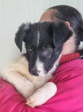 PEDRO, Hund, Mischlingshund in Rumänien - Bild 7