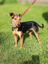 HAMAT, Hund, Mischlingshund in Ungarn - Bild 1