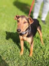 HAMAT, Hund, Mischlingshund in Ungarn - Bild 2