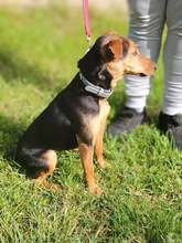 HAMAT, Hund, Mischlingshund in Ungarn - Bild 3