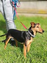 HAMAT, Hund, Mischlingshund in Ungarn - Bild 4