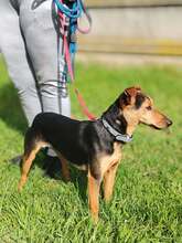 HAMAT, Hund, Mischlingshund in Ungarn - Bild 5