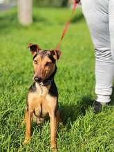 HAMAT, Hund, Mischlingshund in Ungarn - Bild 6