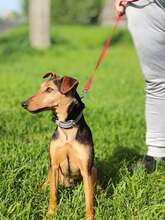 HAMAT, Hund, Mischlingshund in Ungarn - Bild 7