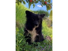 BJARKI, Hund, Mischlingshund in Bühlertann
