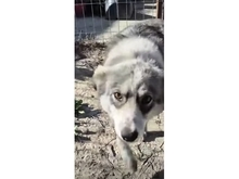 ROSA, Hund, Mischlingshund in Rumänien - Bild 1