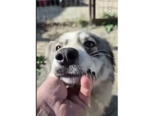 ROSA, Hund, Mischlingshund in Rumänien - Bild 2
