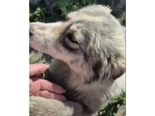 ROSA, Hund, Mischlingshund in Rumänien - Bild 3