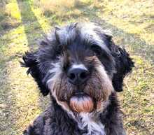 CORA, Hund, Mischlingshund in Heiligengrabe