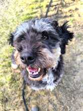 CORA, Hund, Mischlingshund in Heiligengrabe - Bild 2