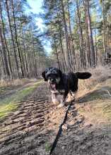CORA, Hund, Mischlingshund in Heiligengrabe - Bild 3