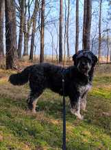 CORA, Hund, Mischlingshund in Heiligengrabe - Bild 4