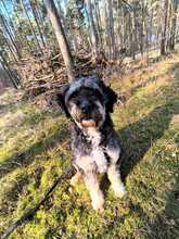 CORA, Hund, Mischlingshund in Heiligengrabe - Bild 5