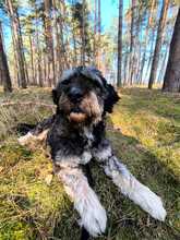 CORA, Hund, Mischlingshund in Heiligengrabe - Bild 6