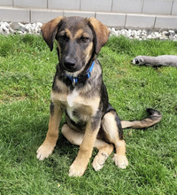 PIET, Hund, Mischlingshund in Hüttenberg - Bild 1
