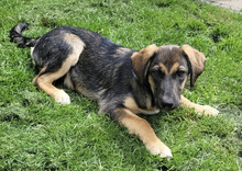 PIET, Hund, Mischlingshund in Hüttenberg - Bild 2