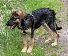 PIET, Hund, Mischlingshund in Hüttenberg - Bild 3