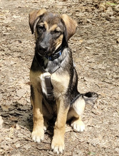 PIET, Hund, Mischlingshund in Hüttenberg - Bild 4